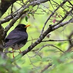 【野鳥観察会】箱根　夏鳥観察会～おいしい空気を味わいながら楽しくバードウォッチング！～ - その他