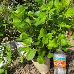 ⑦紫陽花 園芸花植物ガーデニング