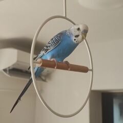 【福岡市】セキセイインコ オス 8ヶ月 