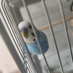 【福岡市】セキセイインコ オス 8ヶ月  - 福岡市