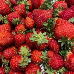 朝採れイチゴ🍓