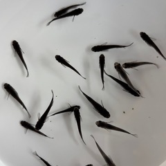 めだか 黑天幻龍の画像