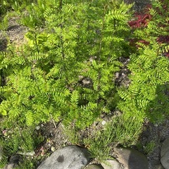 山椒の苗
