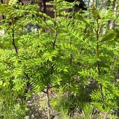 山椒の苗の画像