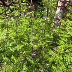 山椒の苗の画像