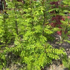 山椒の苗の画像