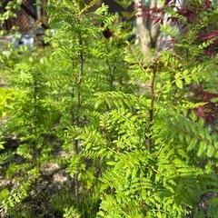 山椒の苗の画像