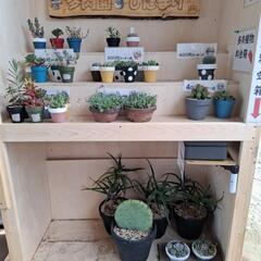 🌵多肉園ひだまり🌵(無人販売所)