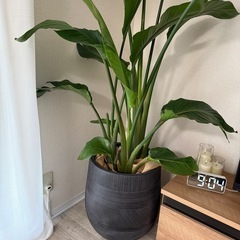 鉢 観葉植物鉢カバー 14号 の画像