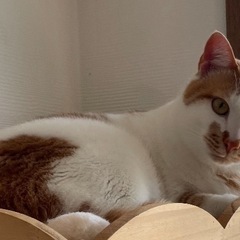 オス猫ちゃん去勢手術済み