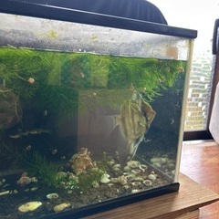 熱帯魚