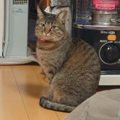 メス猫8歳。可愛がってくれる方を探してます