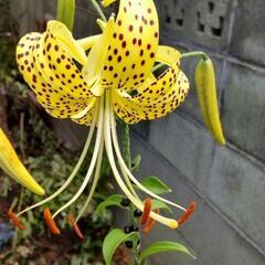オニユリ2種　　の苗