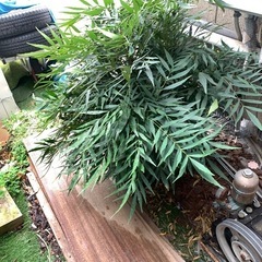 マホニアコンフューサ