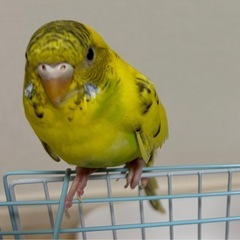 黄ハルクイン　インコ