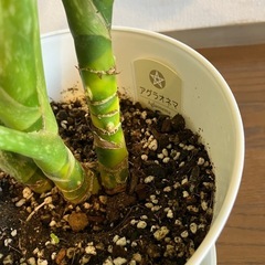 観葉植物 アグラオネマの画像