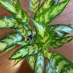 観葉植物 アグラオネマの画像