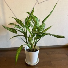 観葉植物 アグラオネマの画像