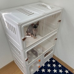 キャットゲージ　猫ゲージの画像