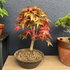 bonsai