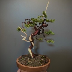 bonsai