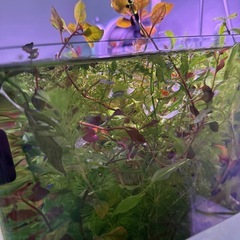 水草いろいろ5本セットの画像