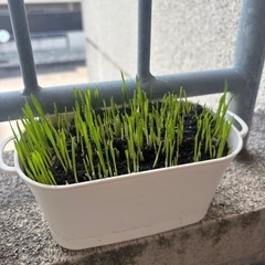猫草  ②