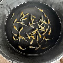 決まりました。メダカ　夜桜ゴールドX 15匹