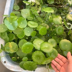 ウオーターコイン水上葉
