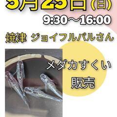 5／25(日)よっちゃんメダカ　焼津ジョイフルパルさん　メ…