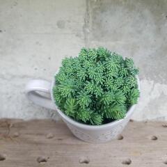インテリア 多肉植物の画像