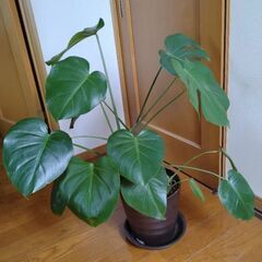 観葉植物 モンステラ 鉢ごと