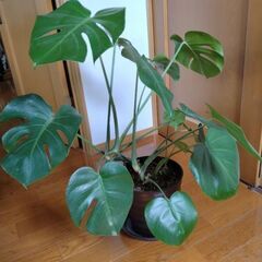 観葉植物 モンステラの画像