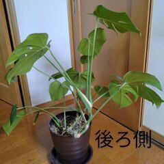観葉植物 モンステラの画像