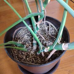 観葉植物 モンステラの画像
