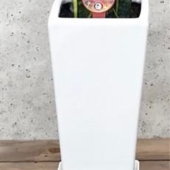 お取引き中【角高陶器鉢】 　ホワイト　植木鉢のみ　観葉植物用　お洒落の画像