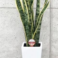 【角高陶器鉢】 　ホワイト　植木鉢　観葉植物　お洒落