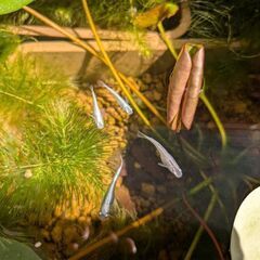 青めだか、みゆきスーパー光の卵30個