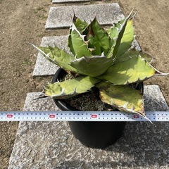 　アガベ　特大オアハカオテロイ　