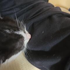 ミルク子猫から生後1ヶ月まで六ぴき