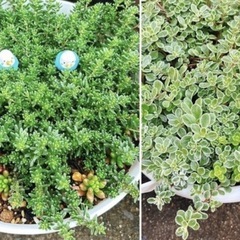 ④🍀𝗻𝗲𝘄🍀セダム 2種 多肉植物セット ３鉢