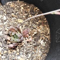 ハオルチアオブツーサ 種類は失念しました。の画像
