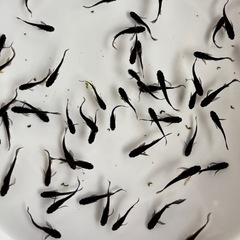 めだか カイジヒレ長の画像