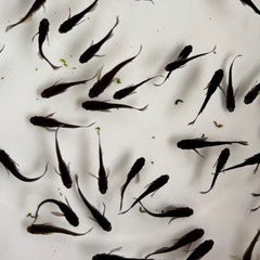 めだか カイジヒレ長の画像
