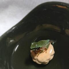 イエアメガエルベビーサイズ上陸したばっかり本日限定です。