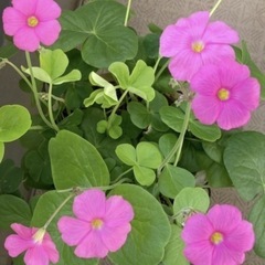 オキザリス　植木鉢　台つき
