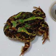クランウェルツノガエル（緑）　さしあげます