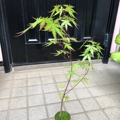 紅葉🍁もみじ苗木　③の画像
