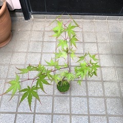 紅葉🍁もみじ苗木　③の画像