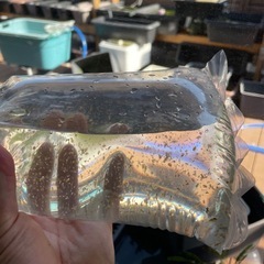☆　タイリクミジンコ　販売中　☆